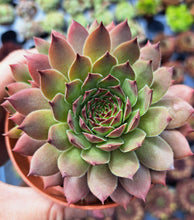 Load image into Gallery viewer, Sempervivum AFTERGLOW
