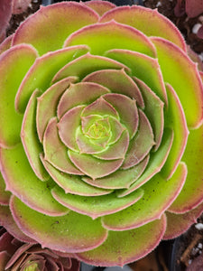 Aeonium DURANGO