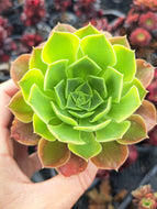 Aeonium ‘Green Lemon’ – Green & Yellow Variegated Succulent