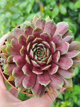 Load image into Gallery viewer, Sempervivum CRISPY CRUST
