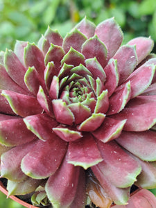 Sempervivum CRISPY CRUST