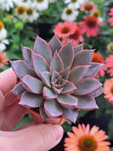 Echeveria YAMATOMINA