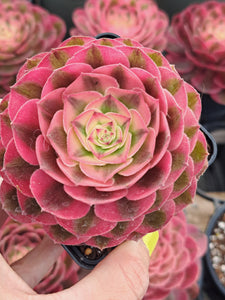 Aeonium ALLURE Syn. Halloween White variegated.