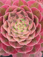 Load image into Gallery viewer, Aeonium HALLOWEEN WHITE VARIEGATED
