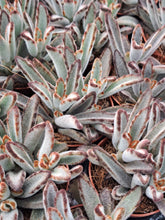 Load image into Gallery viewer, Kalanchoe Tomentosa NIGRA 5 5CM
