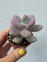 Load image into Gallery viewer, Pachyphytum Amethystinum
