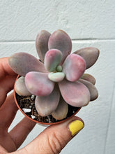 Load image into Gallery viewer, Pachyphytum Amethystinum
