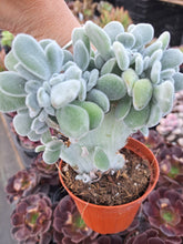 Load image into Gallery viewer, Echeveria Pulvinata FROSTY [Cristate Form]
