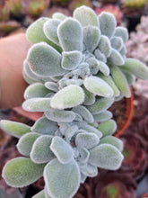 Load image into Gallery viewer, Echeveria Pulvinata FROSTY [Cristate Form]
