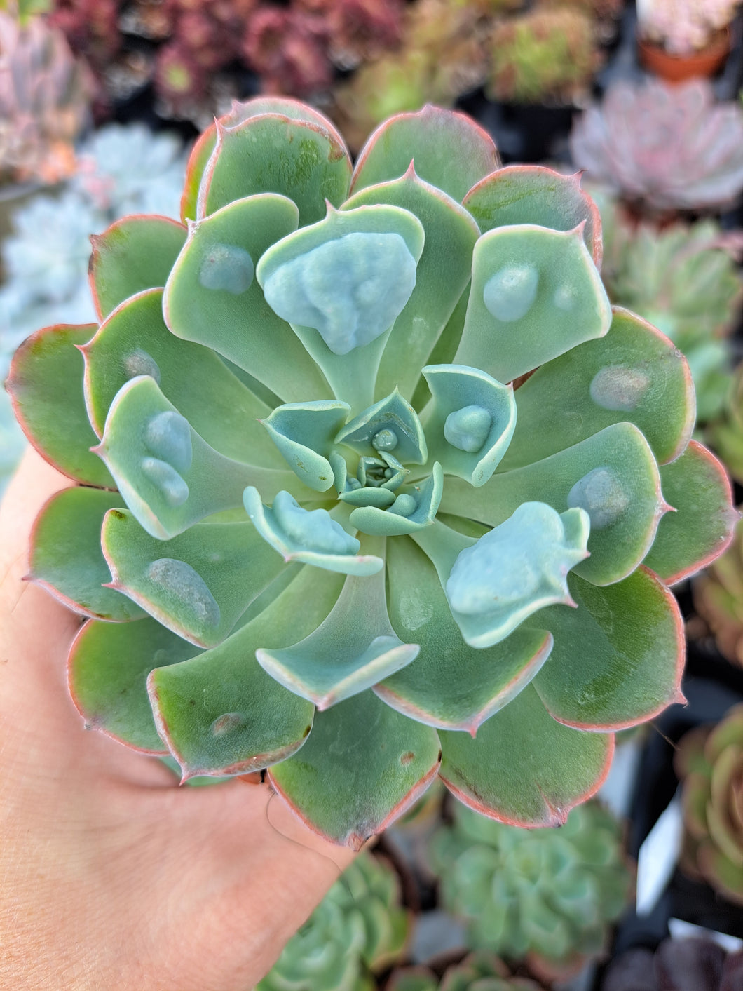 Echeveria RAINDROPS 9cm