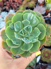 Load image into Gallery viewer, Echeveria RAINDROPS 9cm
