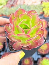 Load image into Gallery viewer, Aeonium ANNA
