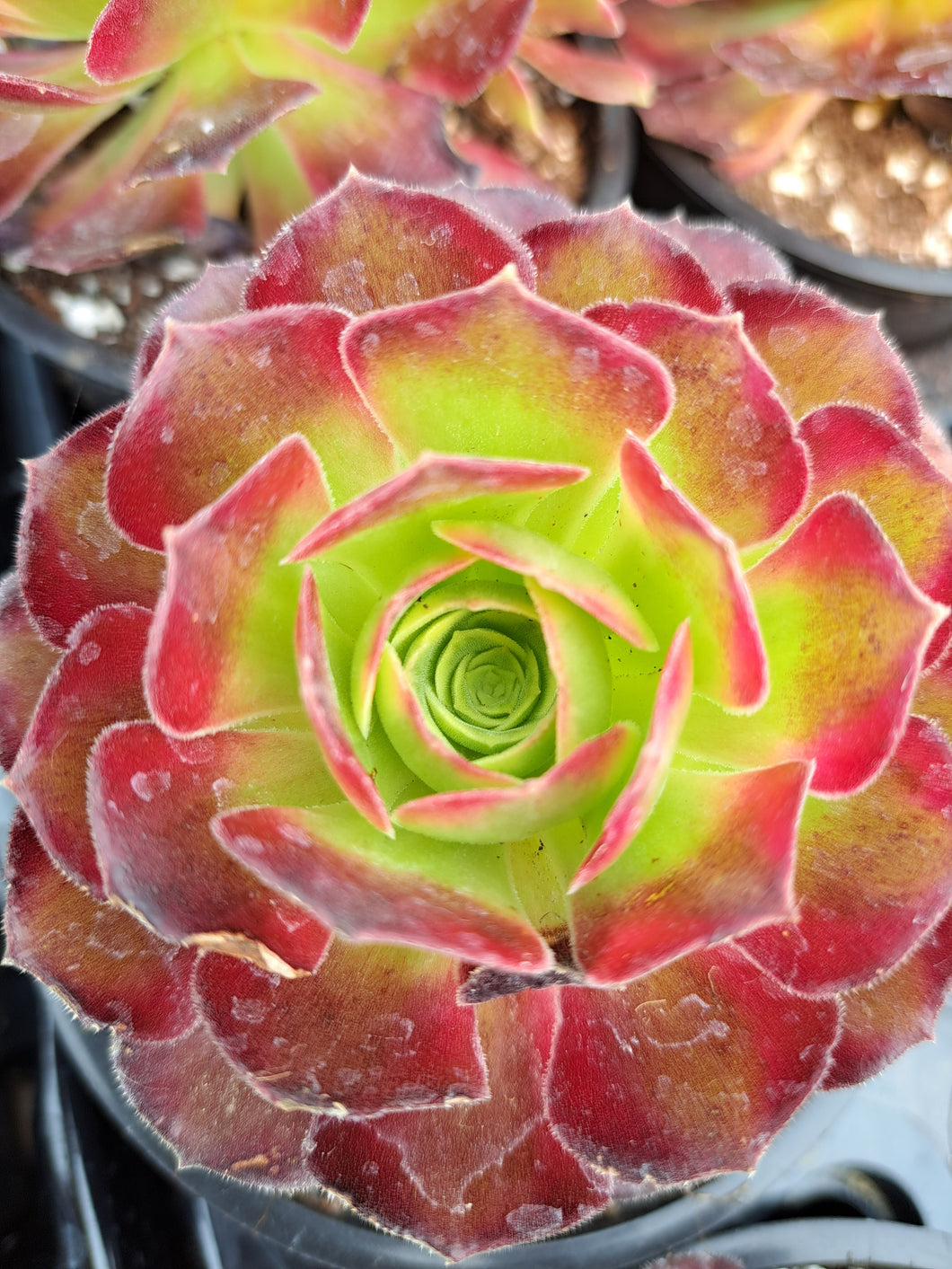 Aeonium ANNA