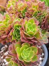 Load image into Gallery viewer, Aeonium HALLOWEEN VARIEGATED CRISTATA [cristate form]
