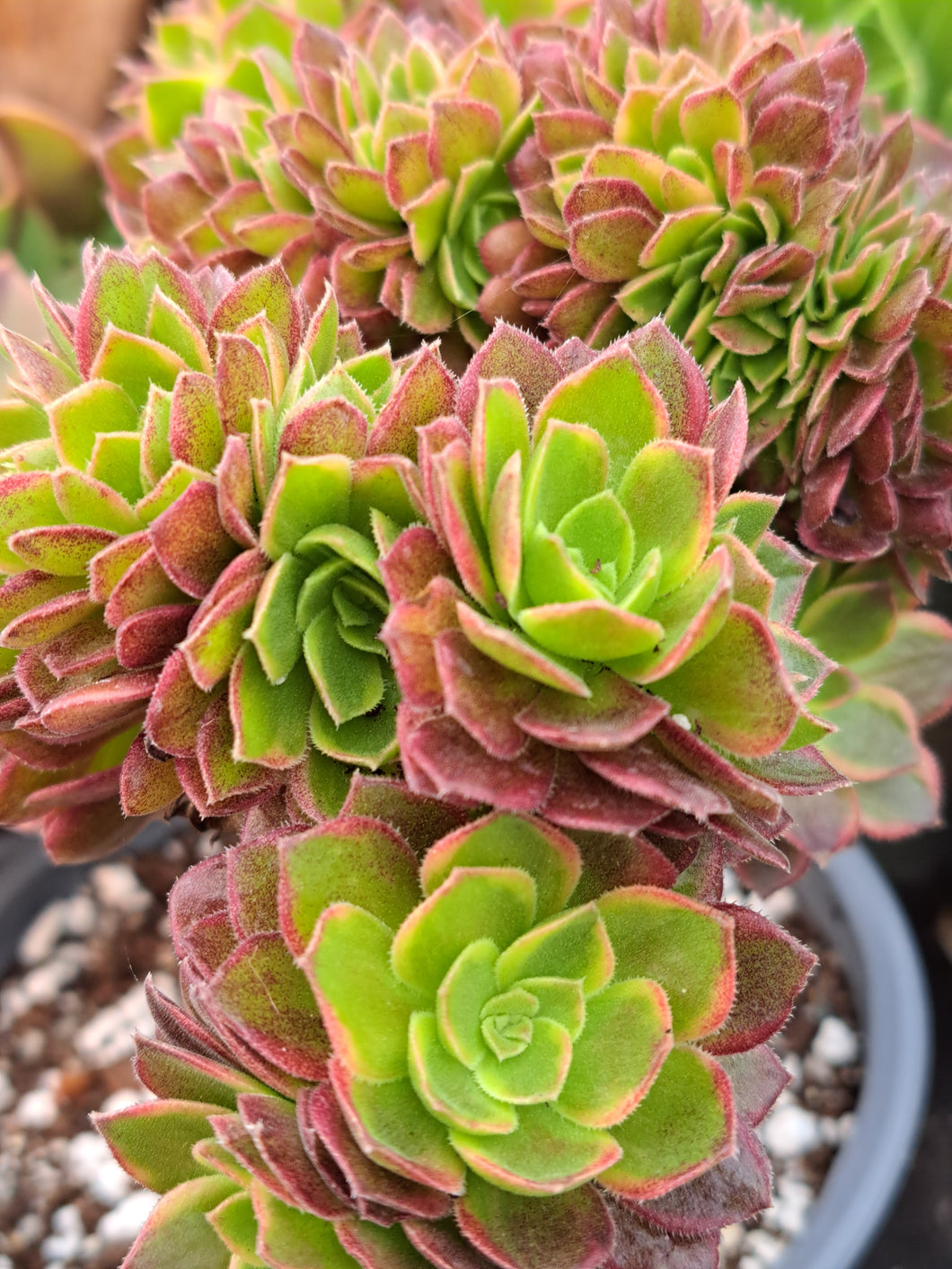 Aeonium HALLOWEEN VARIEGATED CRISTATA [cristate form]