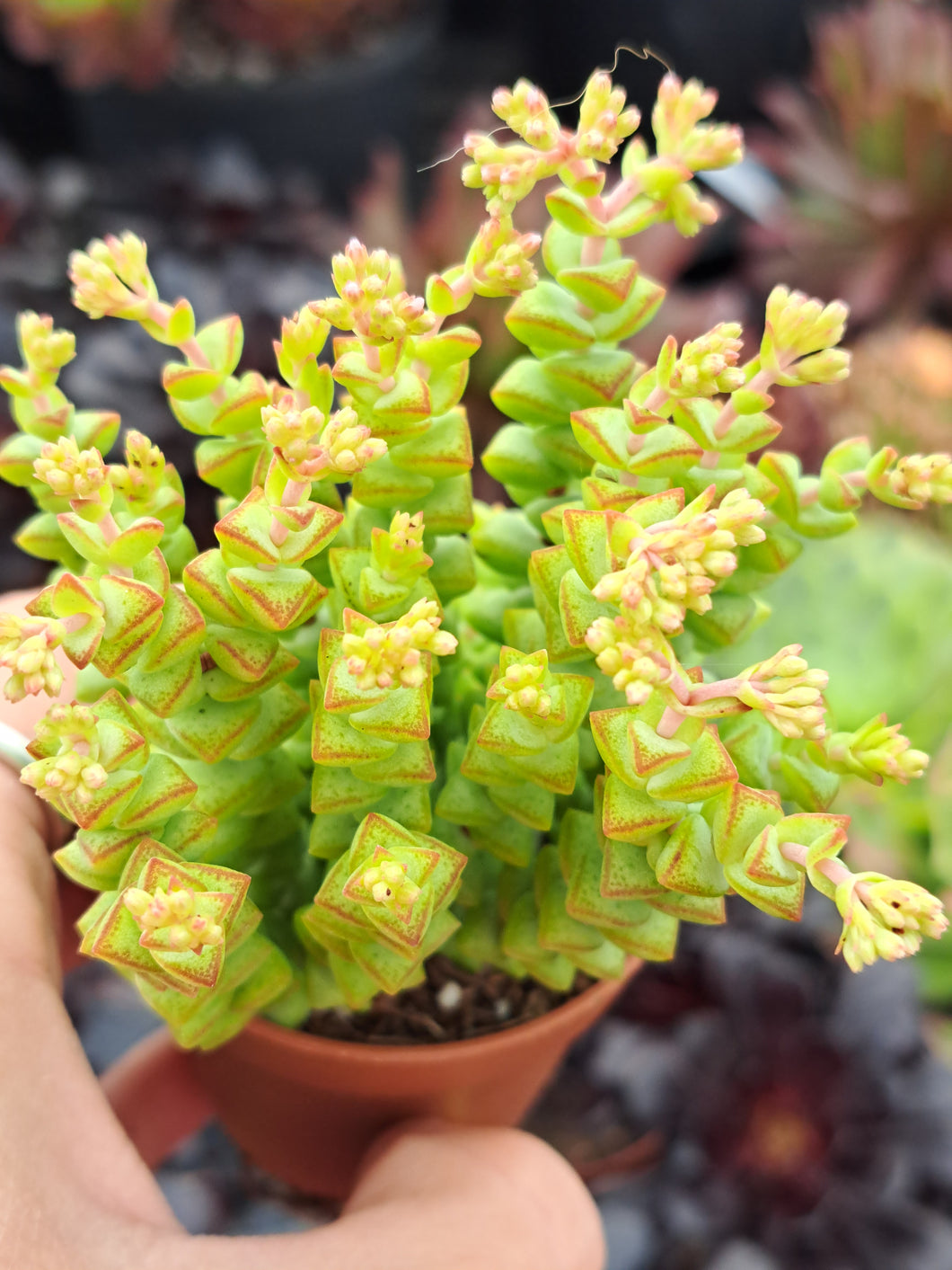 Crassula Rupestris Ssp. Commutata 'TOM THUMB'