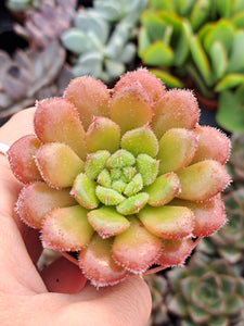 Echeveria CAROL