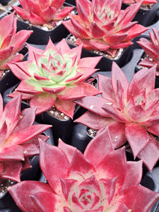 Echeveria agavoides x  Romeo Rubin hybrid