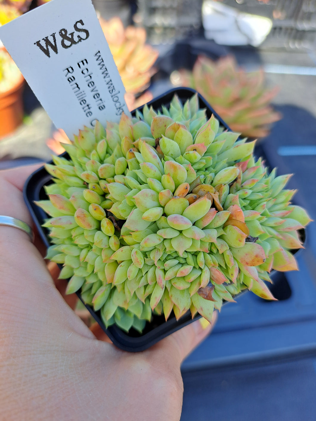 Echeveria Ramillette Cristata [Cristate Form]