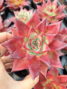 Echeveria agavoides x  Romeo Rubin hybrid