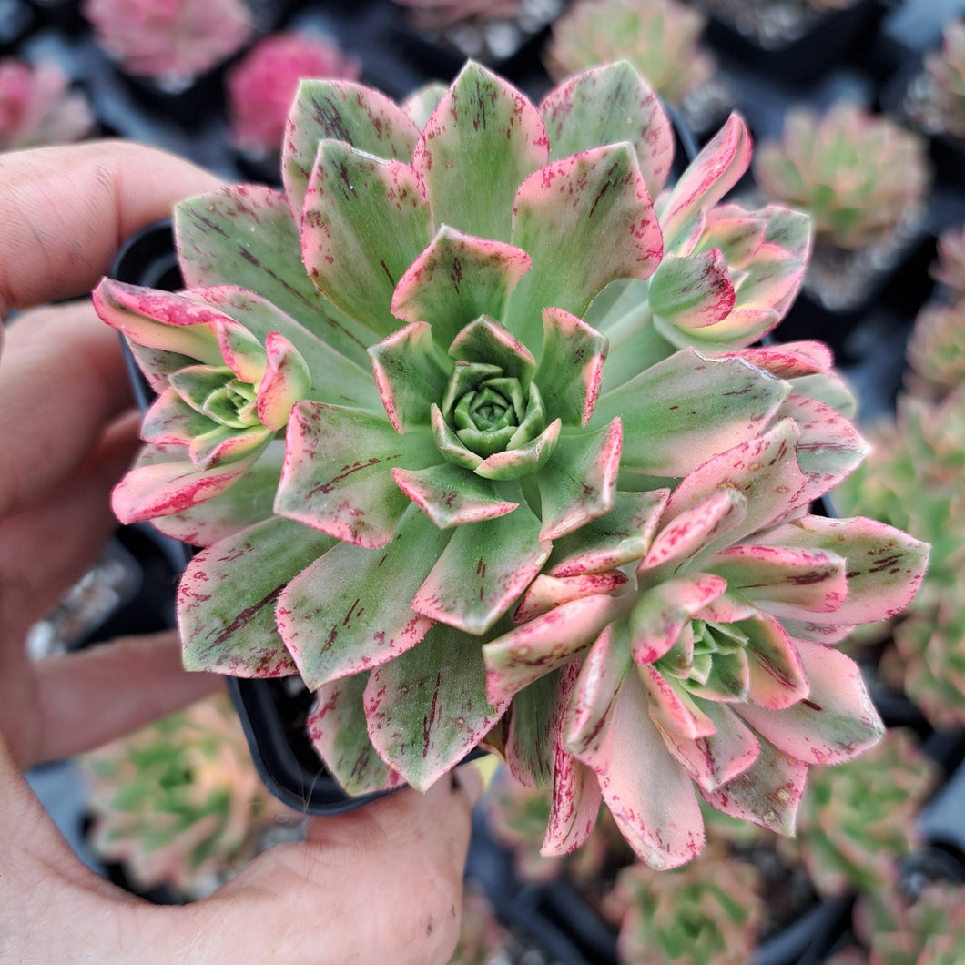 Aeonium GREEN TEA Syn. BRONZE MEDAL VARIEGATED