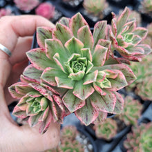 Load image into Gallery viewer, Aeonium GREEN TEA Syn. BRONZE MEDAL VARIEGATED
