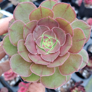 Aeonium ‘Halloween’ (Madeira Rose) – Branching Succulent