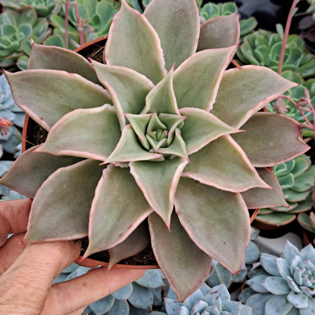 Echeveria MADIBA