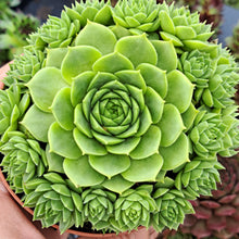 Load image into Gallery viewer, Sempervivum Colorockz® RUBY LIME
