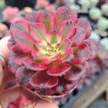 Load image into Gallery viewer, Aeonium MEIJI
