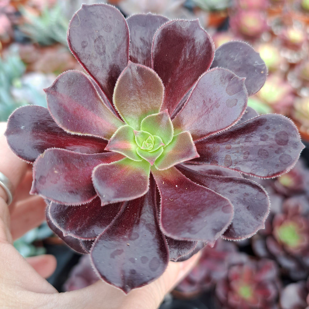 Aeonium KILIMANJARO