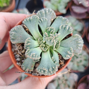 Titanopsis calcarea