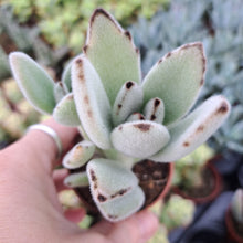 Load image into Gallery viewer, Kalanchoe Tomentosa 5.5CM
