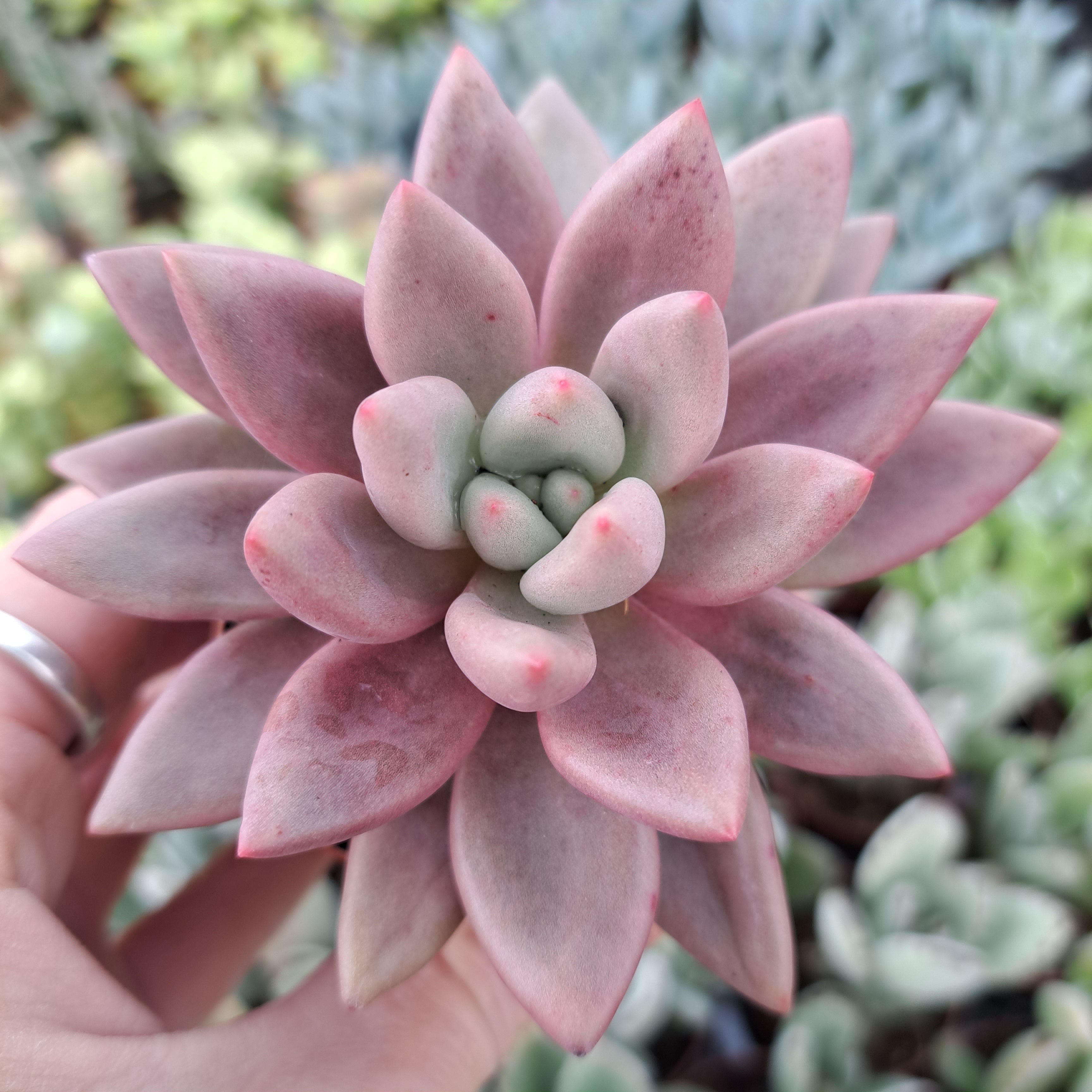 ruby donna succulent x Pachyveria RUBY DONNA syn. Rosy Crow – W & S Lockyer