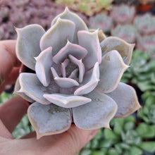 Load image into Gallery viewer, Echeveria LILICINA
