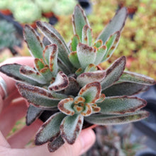 Load image into Gallery viewer, Kalanchoe Tomentosa NIGRA 5 5CM
