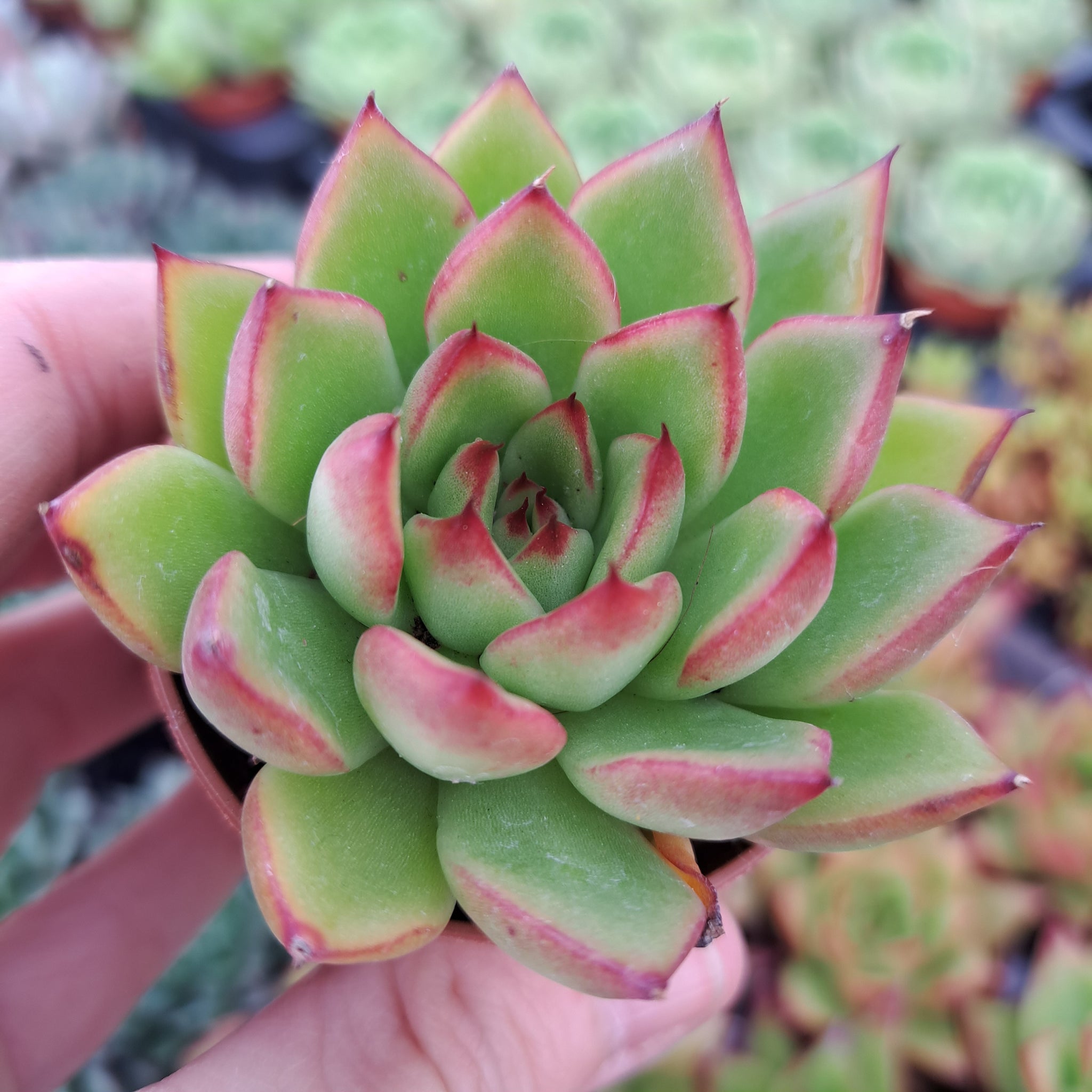succulent red tips Echeveria agavoides RED TIPS – W & S Lockyer