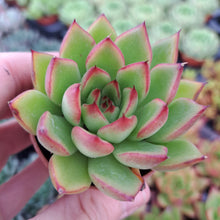 Load image into Gallery viewer, Echeveria agavoides RED TIPS
