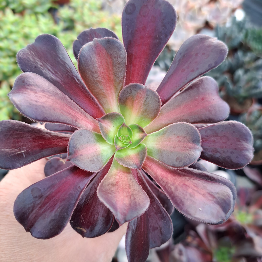 Aeonium KILIMANJARO