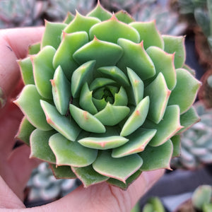 Echeveria RAMILLETTE