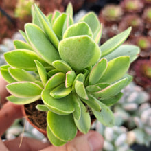 Load image into Gallery viewer, Crassula Swaziensis &quot;Money Maker Variegated&quot;
