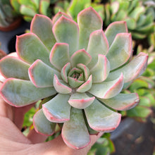 Load image into Gallery viewer, Echeveria PINK EDGE

