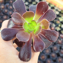 Load image into Gallery viewer, Aeonium VELOUR
