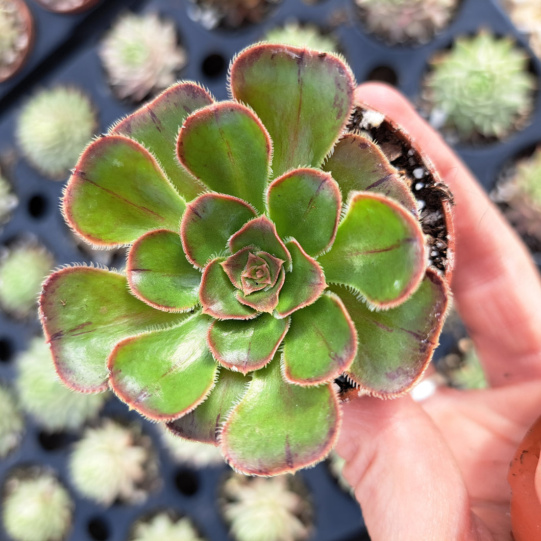 Aeonium Arboreum Rubrolineatum