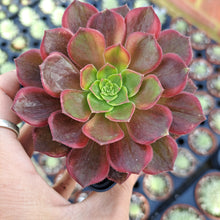 Load image into Gallery viewer, Aeonium HALLOWEEN VARIEGATED
