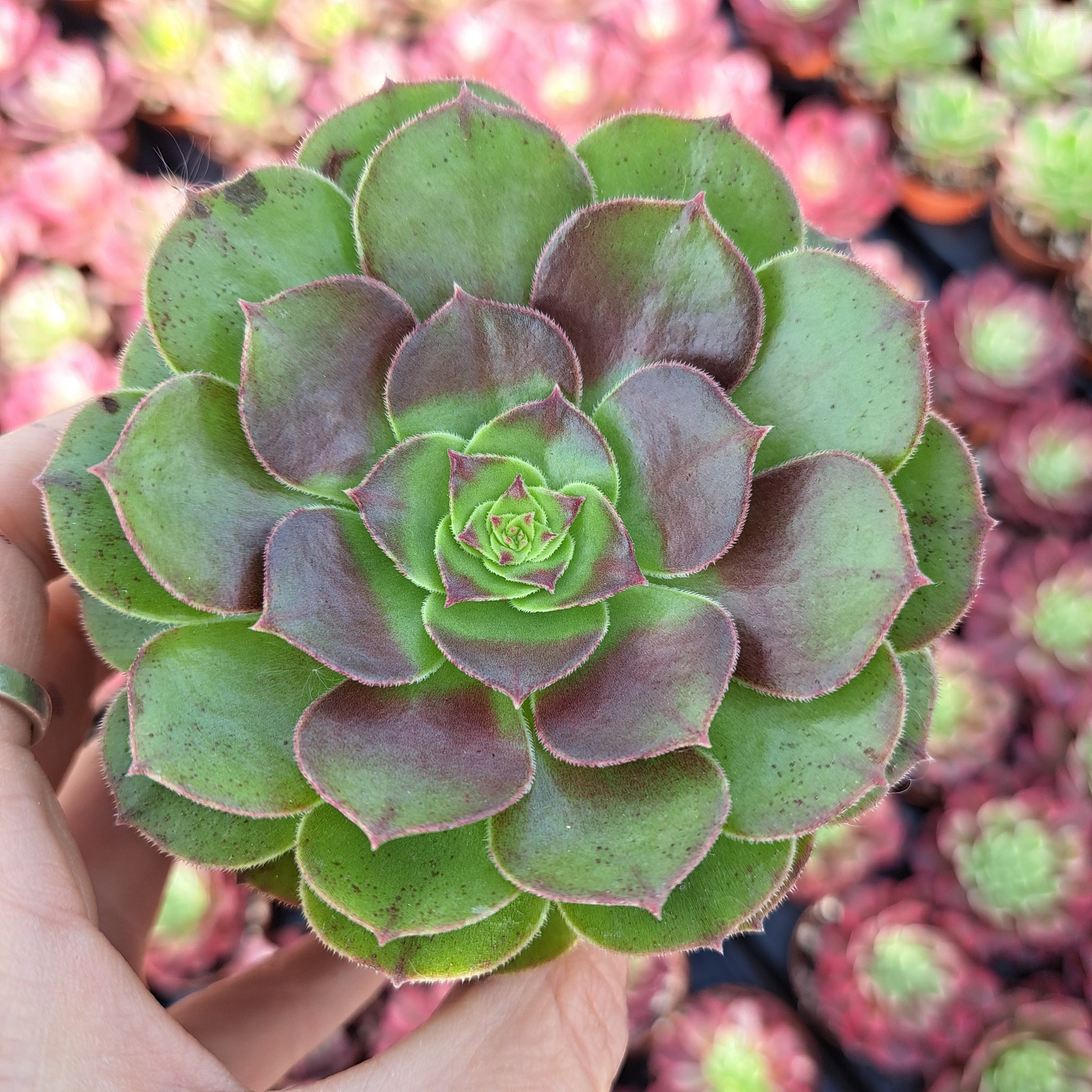 Aeonium HALLOWEEN syn. MADEIRA ROSE – W & S Lockyer