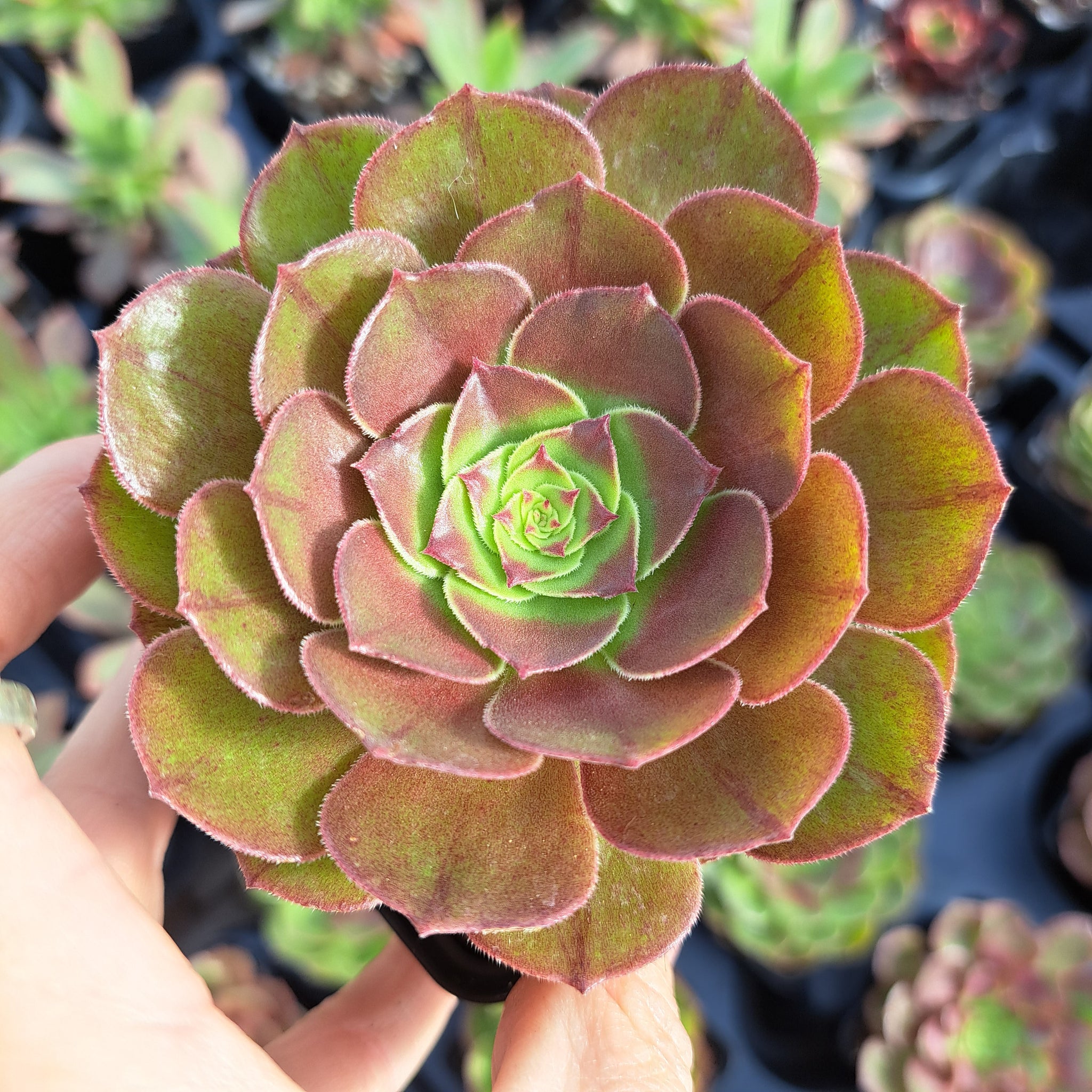 Aeonium HALLOWEEN syn. MADEIRA ROSE – W & S Lockyer