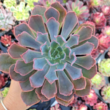 Load image into Gallery viewer, Echeveria NEON BREAKER
