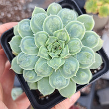 Load image into Gallery viewer, Echeveria HEARTS CHOICE syn. GILO
