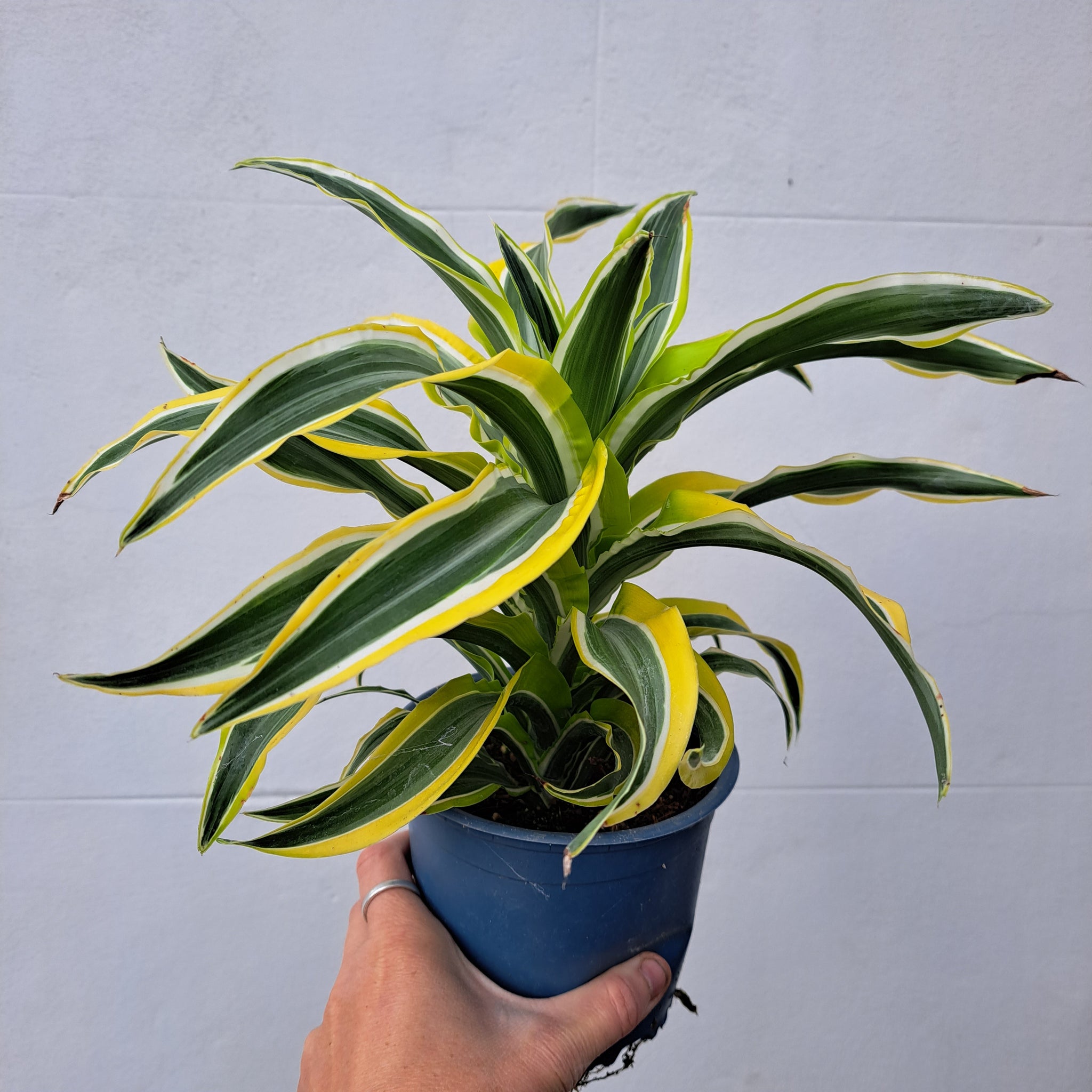 dracaena surprise Dracaena fragrans 'Lemon Surprise' 14cm pot